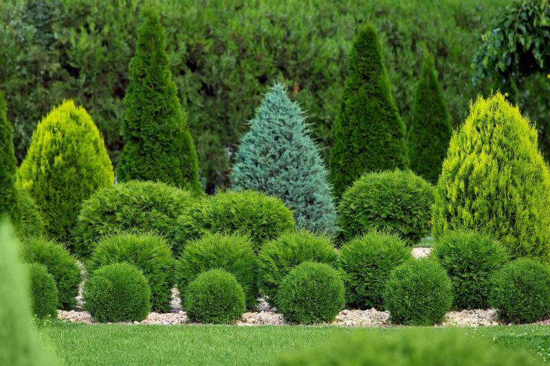 Privacy Shrub Planting