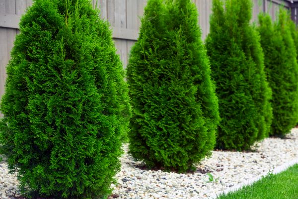 Arborvitae Planting in Collierville