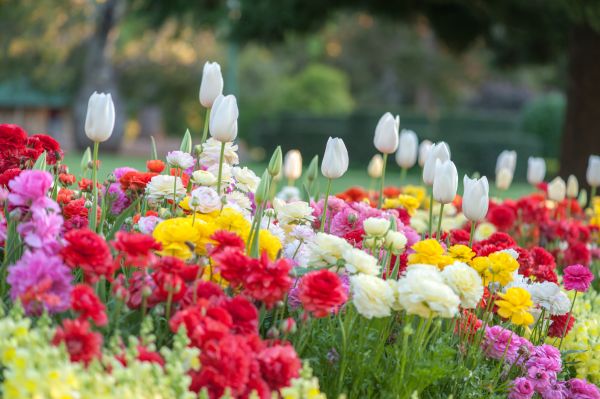 Gardening Service in Collierville