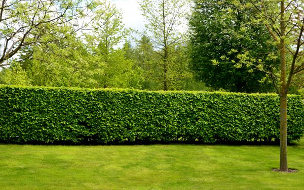 Hedge Planting in Collierville