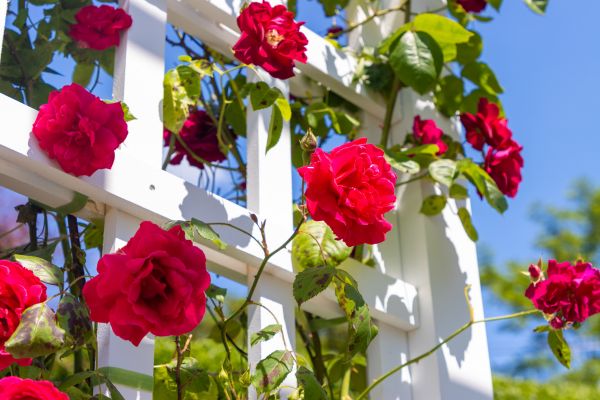 Home Gardening Service in Collierville