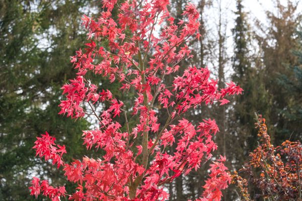 Japanese Maple Planting in Collierville