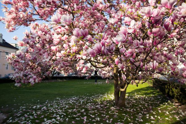 Magnolia Tree Planting in Collierville