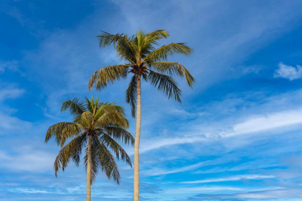 Palm Tree Planting in Collierville