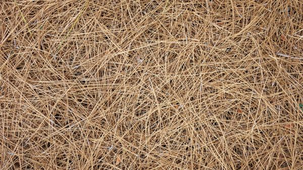 Pine Needles Delivery in Collierville