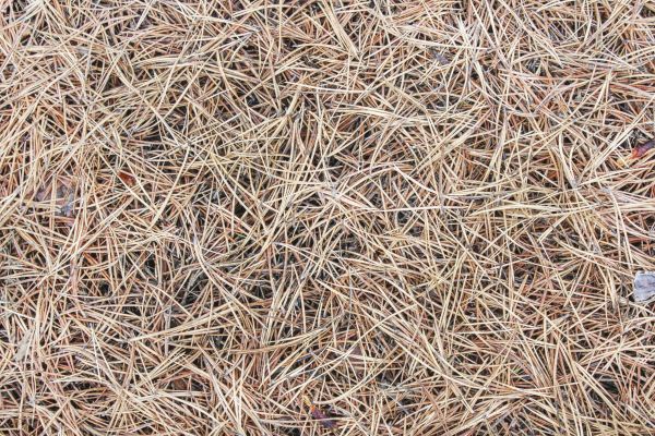 Pine Straw Installation in Collierville