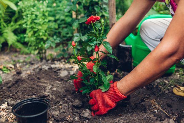 Planting Service in Collierville