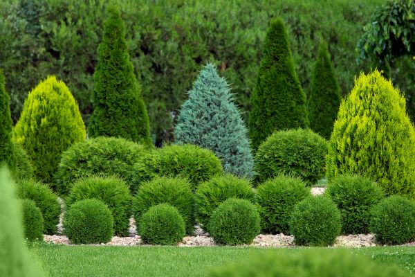Shrub Replacement in Collierville
