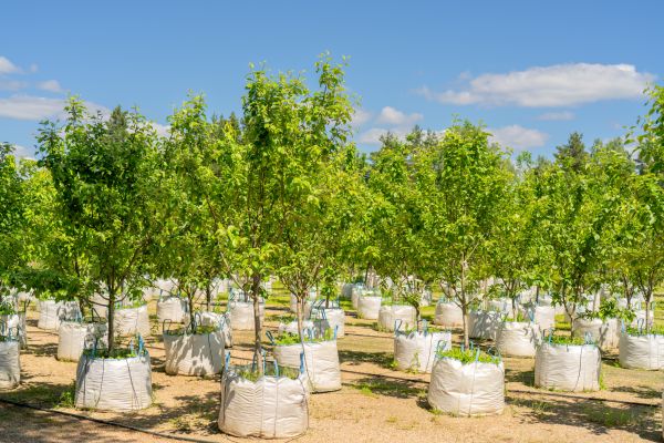 Tree Planting Service in Collierville