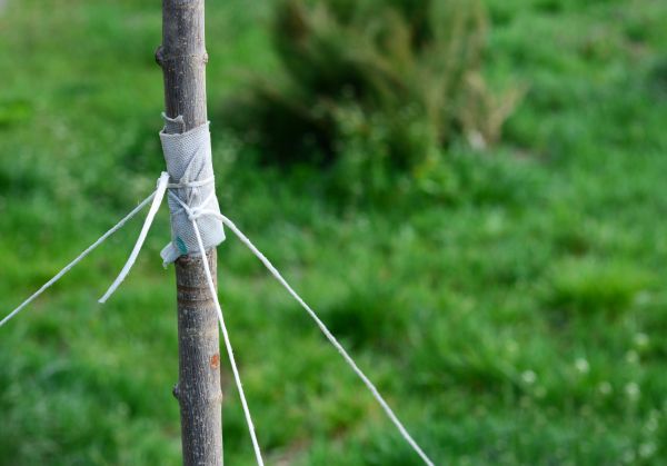 Tree Staking Service in Collierville