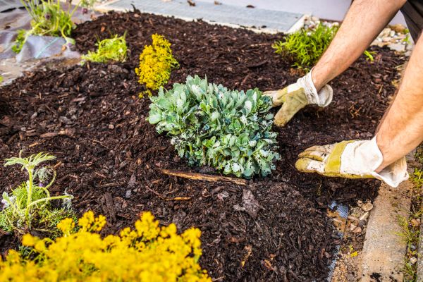 Weeding And Mulching in Collierville