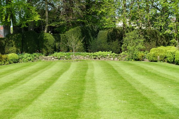 Lawn Renovation in Collierville