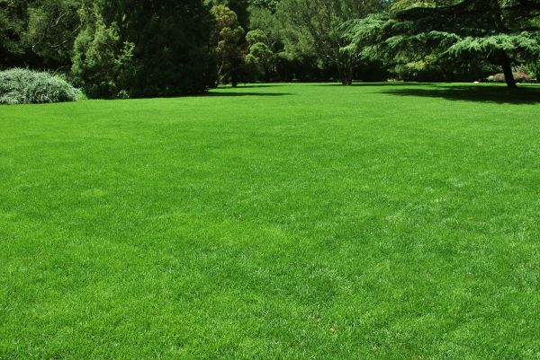 Lawn Landscaping in Collierville