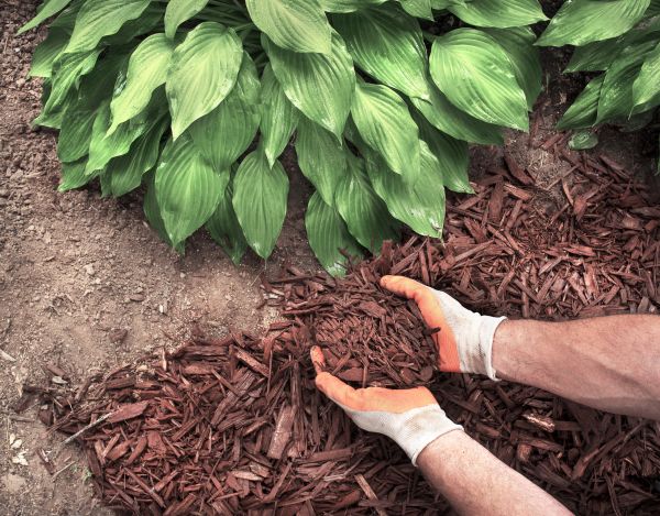 Shredded Mulch Service in Collierville