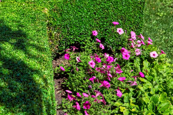 Softscaping Service in Collierville