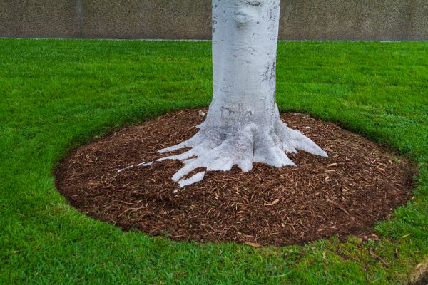 Brown Mulch Installation in Collierville