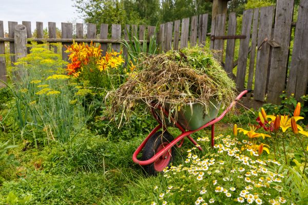 Garden Cleanup Service in Collierville