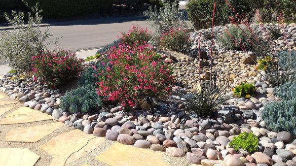 Xeriscape Landscaping in Collierville