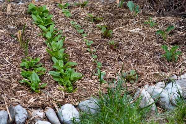 Mulch Service in Collierville