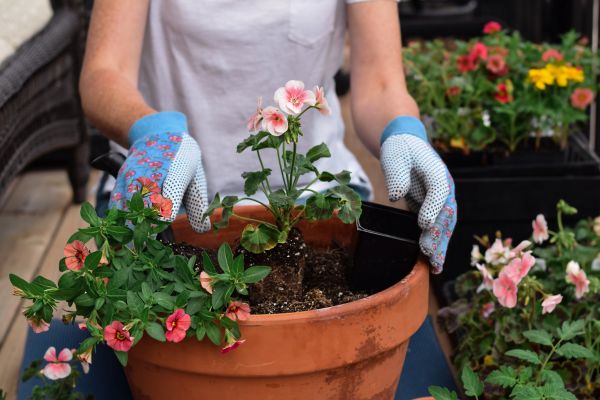 Plant Care Service in Collierville
