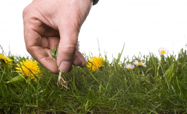 Lawn Weeding in Collierville
