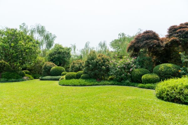 Tree Landscaping in Collierville