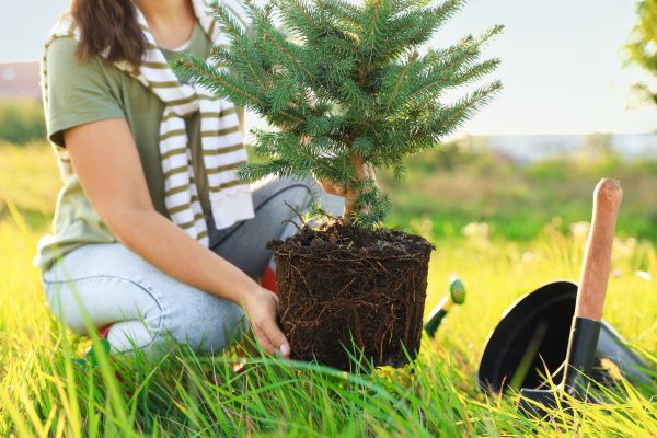 Spruce Tree Planting in Collierville