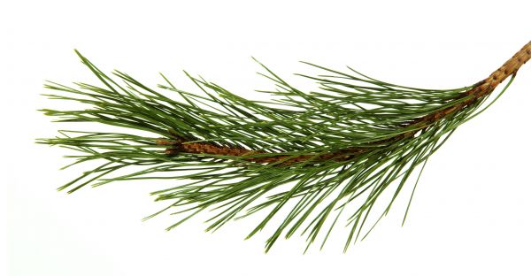 Pine Needles Installation in Collierville