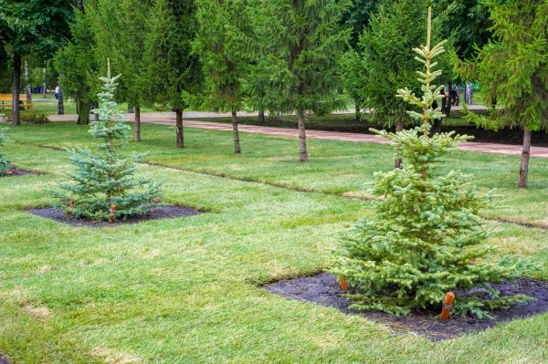 Privacy Trees Planting in Collierville