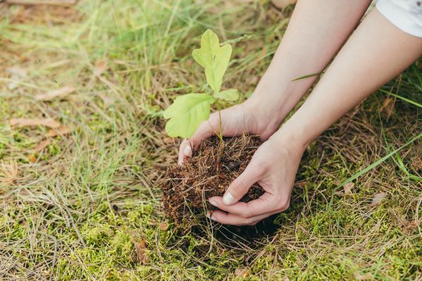 Oak Tree Planting in Collierville