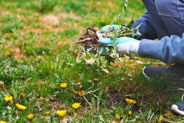 Flower Bed Clearing in Collierville