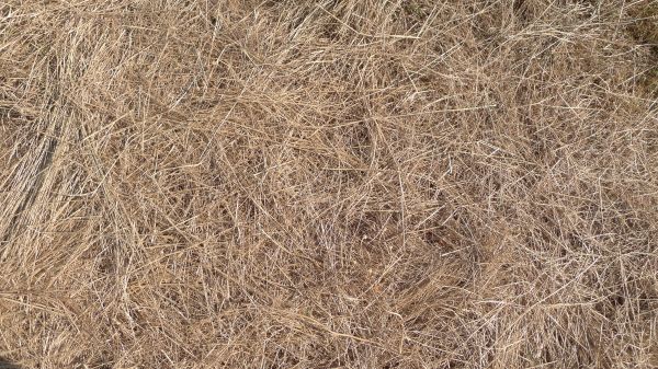 Pine Straw Replacement in Collierville