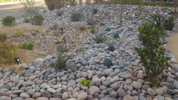Yard Xeriscaping in Collierville