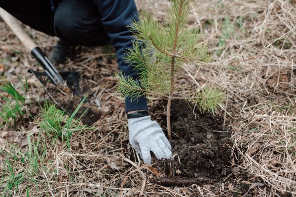 Pine Tree Planting in Collierville