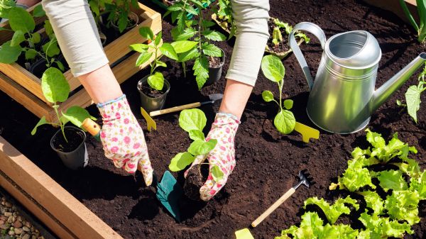 Garden Bed Installation in Collierville