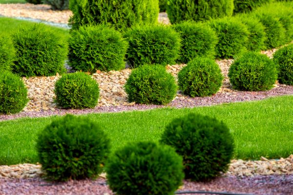 Bush Replacement in Collierville