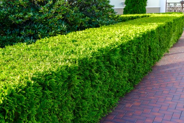 Hedge Installation in Collierville