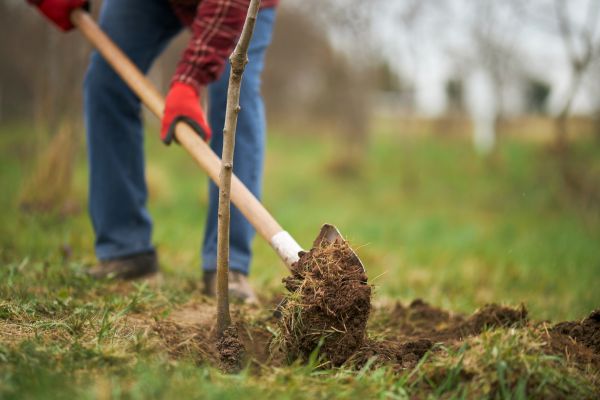 Trees Planting in Collierville
