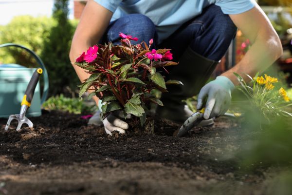 Plant Replacement in Collierville