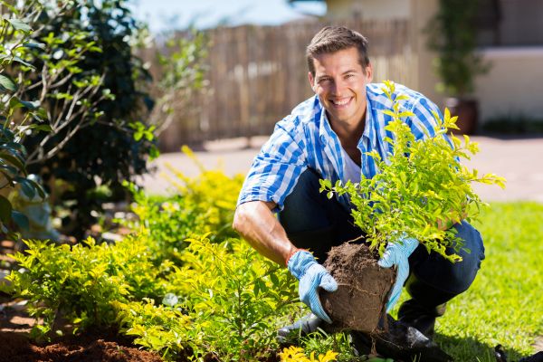 Shrub Landscaping in Collierville