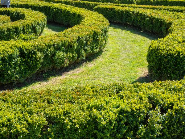Bush Landscaping in Collierville