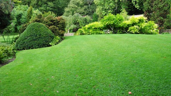 Commercial Landscape Design in Collierville