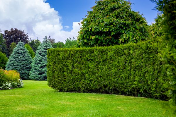 Hedge Landscaping in Collierville