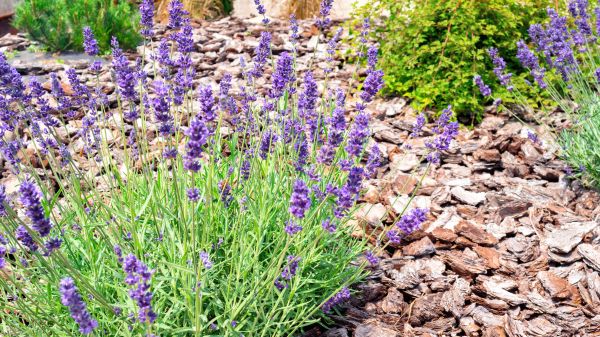 Pine Bark Landscaping in Collierville
