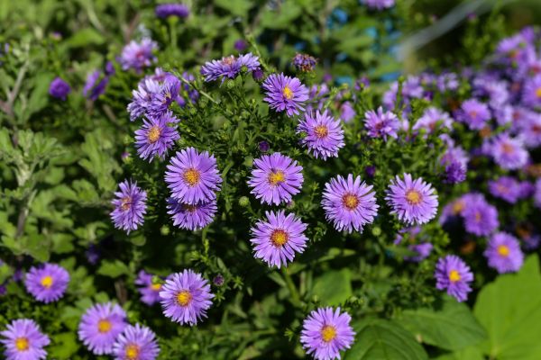 Perennial Flower Planting in Collierville