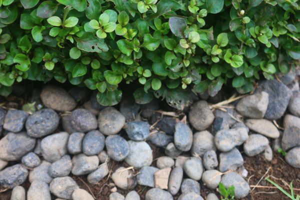 River Stone Installation in Collierville
