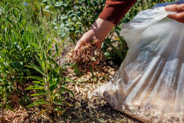 Wood Mulch Installation in Collierville