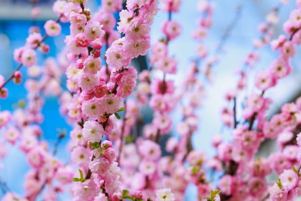 Japanese Cherry Tree Planting in Collierville