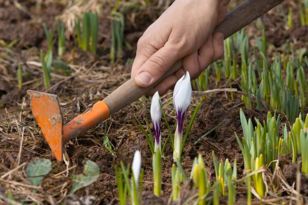Flower Garden Weeding in Collierville