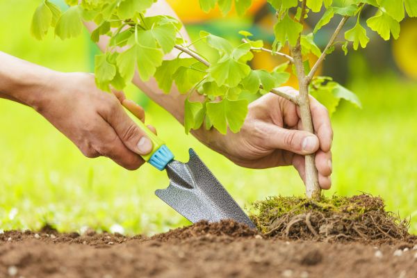 Fruit Tree Planting in Collierville